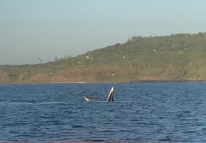 Xuất hiện cá voi tại danh thắng quốc gia đặc biệt Gành Đá Dĩa